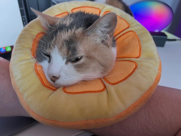 Sundae, the Orange